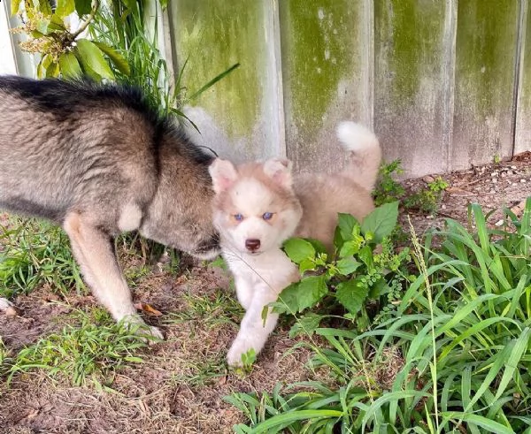 due cuccioli di husky siberiano disponibili.