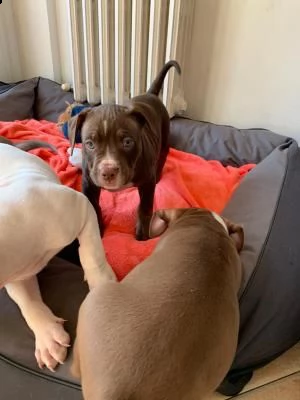 cuccioli american pitbull terrier | Foto 0