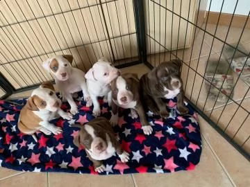 cuccioli american pitbull terrier