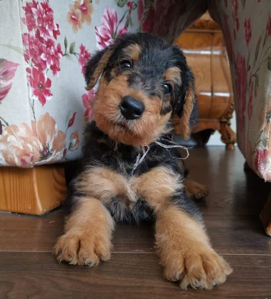cucciolo di airedale terrier