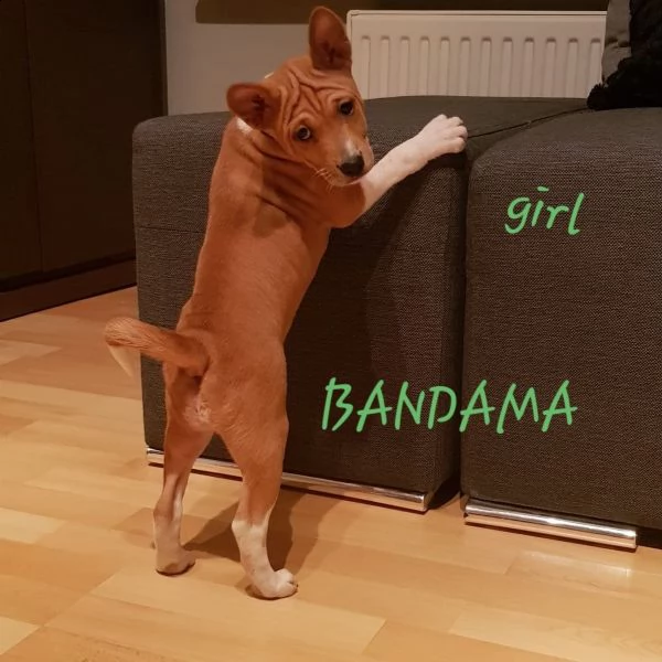 cucciolo basenji