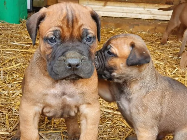 bellissimo cucciolo di bullmastiff