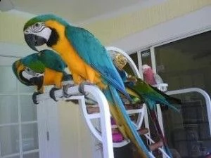 regalo vendita pappagalli ara ararauna da privato