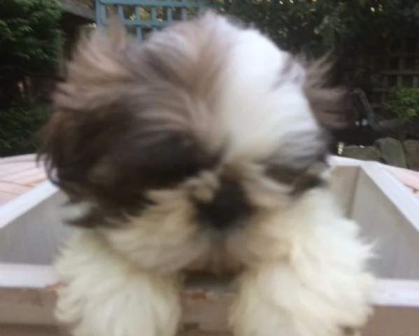 shih-tzu cuccioli