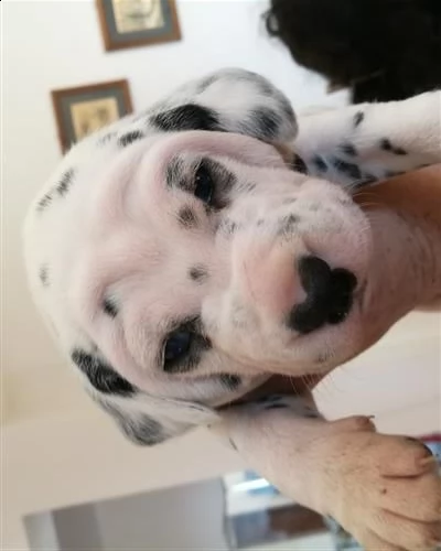 dalmata cuccioli di purissima razza disponibili