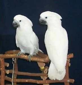 02 abbiamo bellissimi cacatua ombrello maschio e femmina