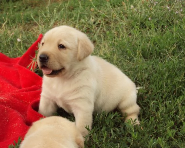 cuccioli di labrador retriever 