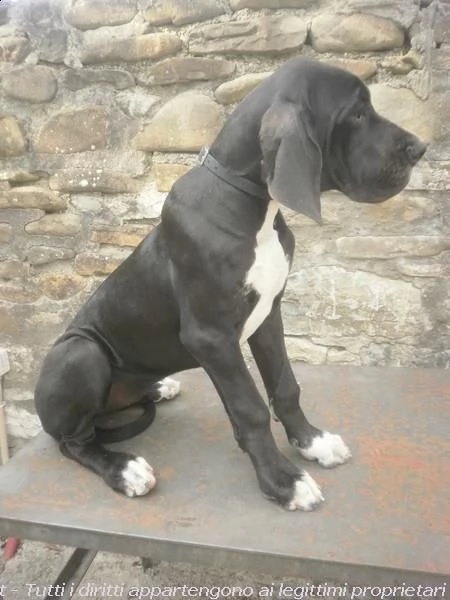 cucciolo alano femmina nero