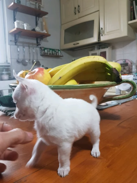 chihuahua mini toy 