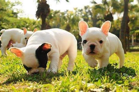 bulldog francese felicissimi