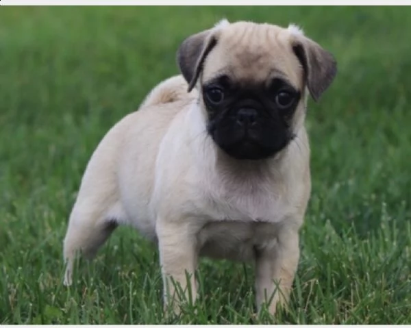 cuccioli di razza carlino crema beige nero