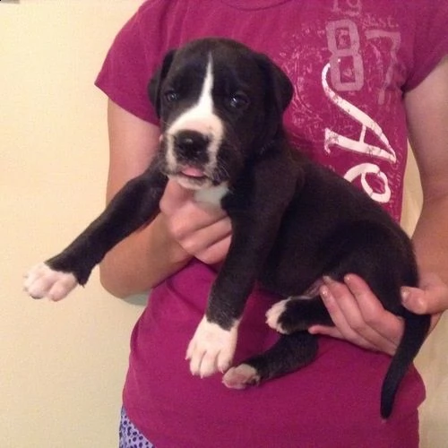 adorabili cuccioli di alano