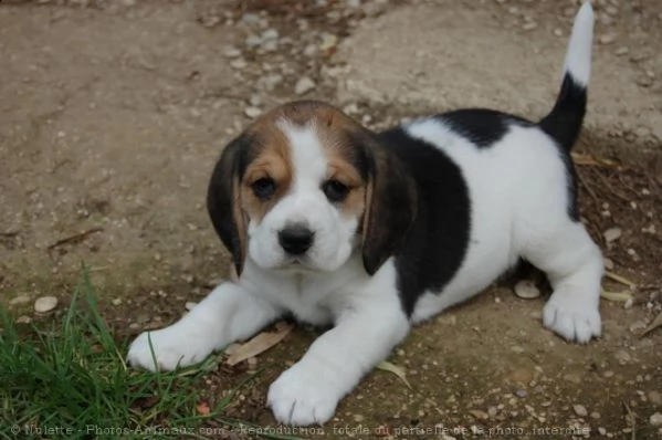 adorabili cuccioli di beagle  | Foto 0
