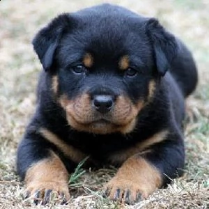 adorabili cuccioli di rottweiler femminucce e maschietti disponibili per l'adozione  | Foto 0