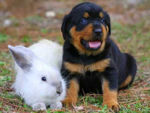 regalo cuccioli di rottweiler maschio e femmina!!