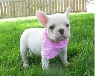 regalo maschio e femmina bouledogue francese con pedigree