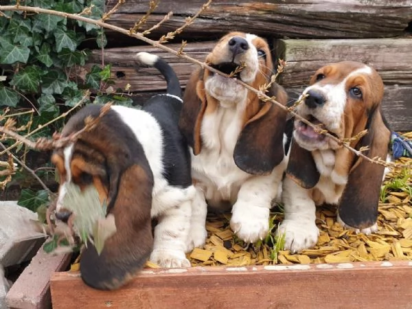 meravigliosi cuccioli di bassethound | Foto 1