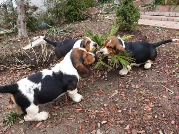 meravigliosi cuccioli di bassethound | Foto 0