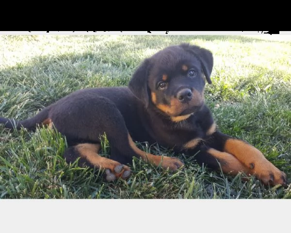 cucciolo di rottweiler maschio e femmina in vendita