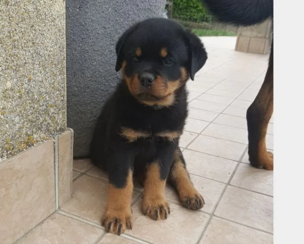 cucciolo di rottweiler maschio e femmina in vendita | Foto 0