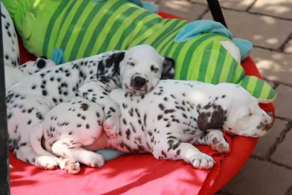 dalmata cuccioli eccellenti