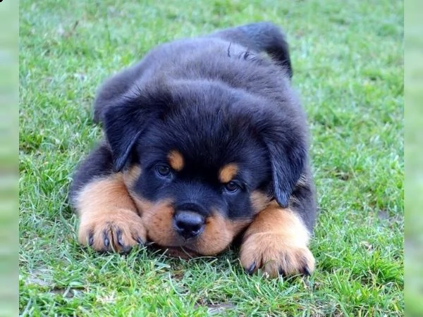 cucciola rottweiler