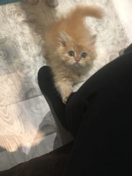 cuccioli di persiano ipertipico