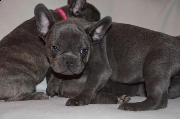 cucciola bulldog francese