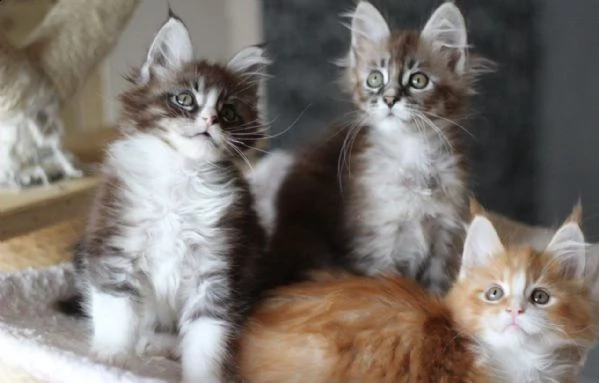 adozione/amorevole maine coon | Foto 0