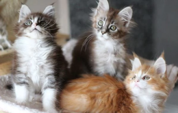 adozione/amorevole maine coon