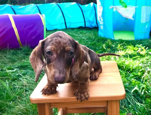 cuccioli di bassotti tedeschi standard