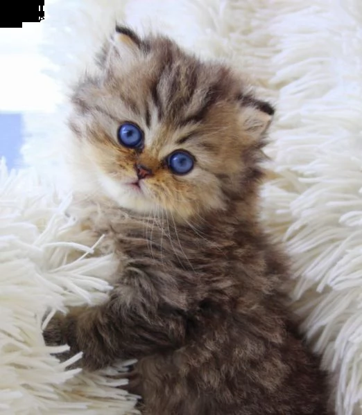 cuccioli di exotic shorthair e persiani