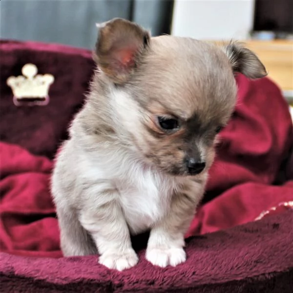 chihuahua extra mini di 3 mesi
