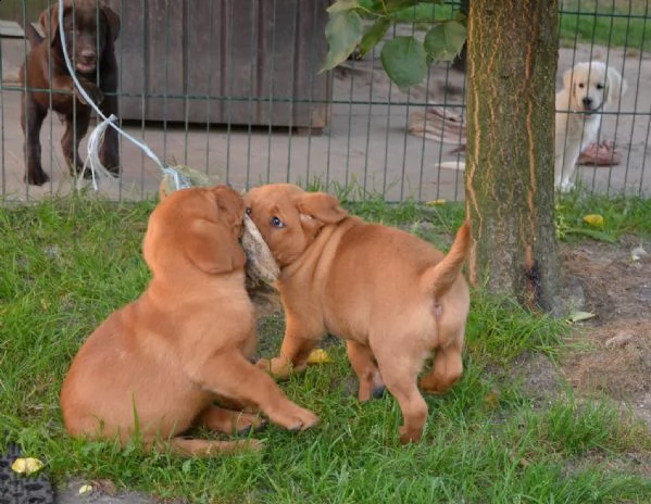 labrador retriever