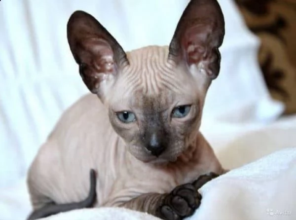 cucciolo di sphynx occhi azzurri