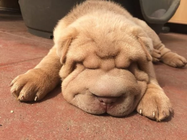 cuccioli di shar pei.