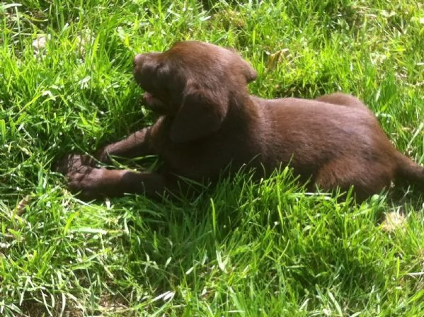 cuccioli labrador cocholate alta genealogia