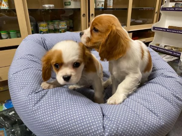 abbiamo disponibili diversi cuccioli di beagle