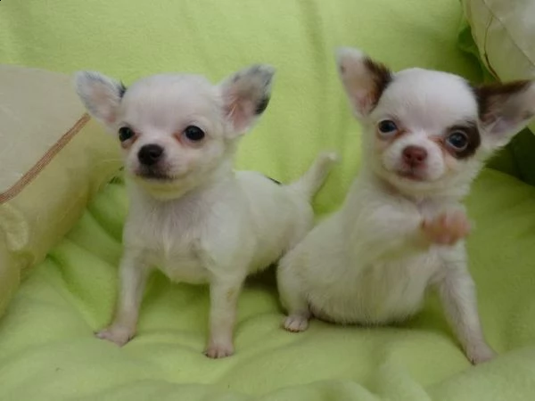 ==abbiamo disponibili diversi cuccioli di chihuahuas