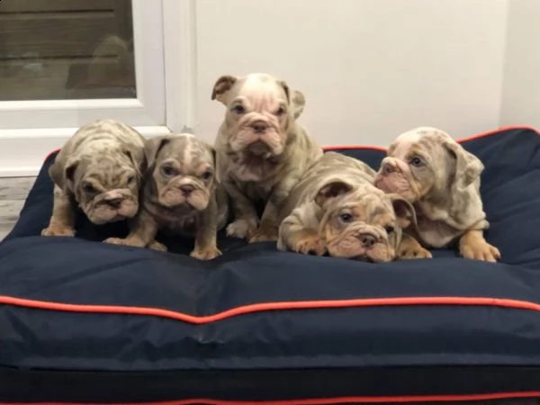 tri merle english bulldogs