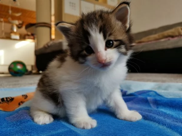 norvegese delle foreste- gattino norvegese