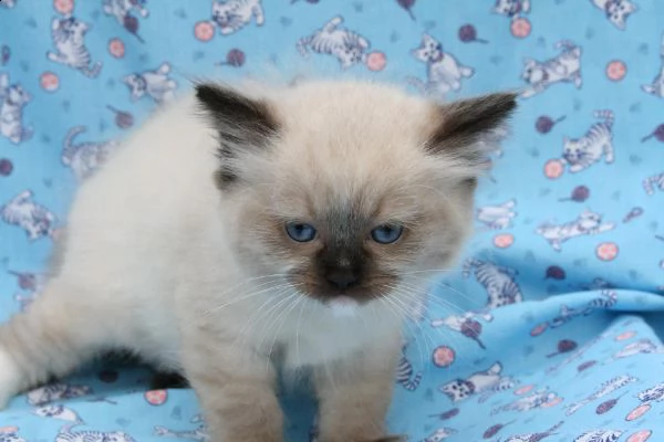 cuccioli di ragdoll