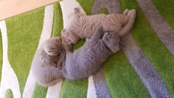 cuccioli di scottish fold disponibile 