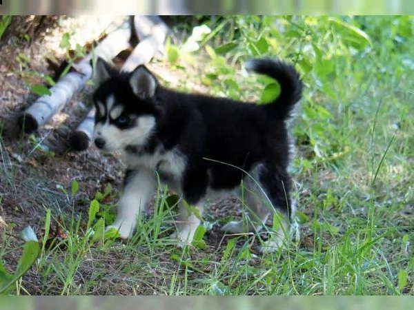 cuccioli disponibili