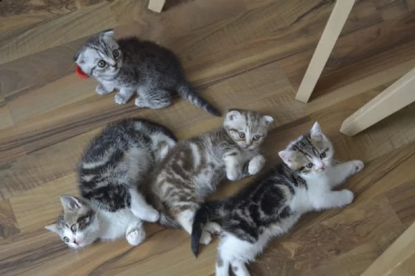 scottish fold / straight | Foto 0