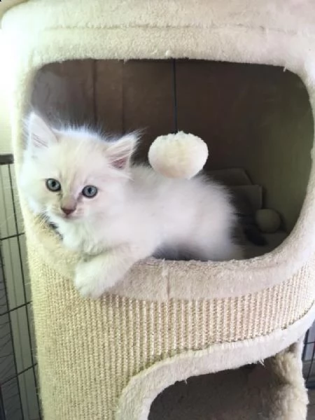 ragdoll gattini disponibili | Foto 2