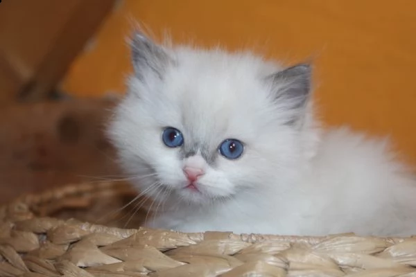 ragdoll gattini disponibili | Foto 1