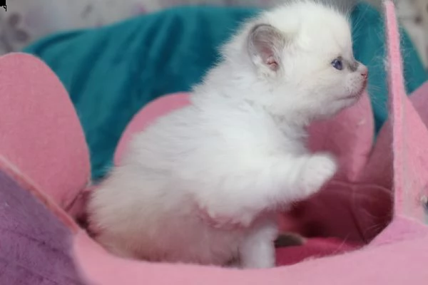 ragdoll gattini disponibili | Foto 0