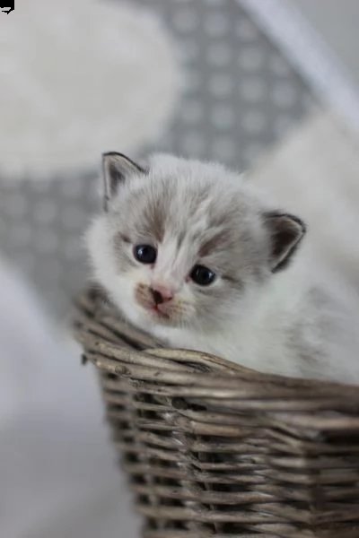 ragdoll gattini disponibili