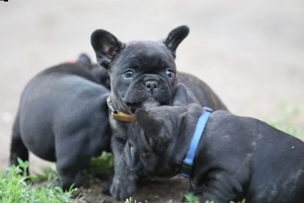 bulldog francesi cuccioli